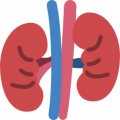 kidney